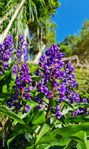 Fototapeta Naklejka Na Ścianę i Meble -  Purple flowers and a bumblebee.