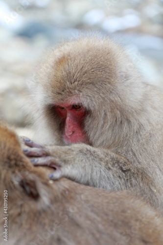 見つめるお猿 © casapa