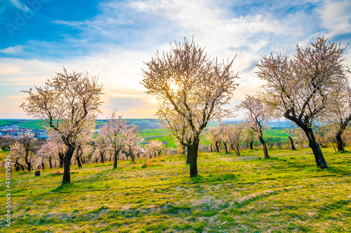 Almond tree orchard near Hustopece city in bloom. Landscape view near Palava hills, south moravia region. Beautiful spring weather during sunset.