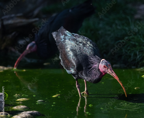 Close shot of a northern bald ibis, hermit ibis, or waldrapp (Geronticus eremita). photo