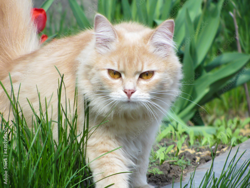 Angry ginger cat walks on the street on the grass Angry ginger cat walks on the street on the grass