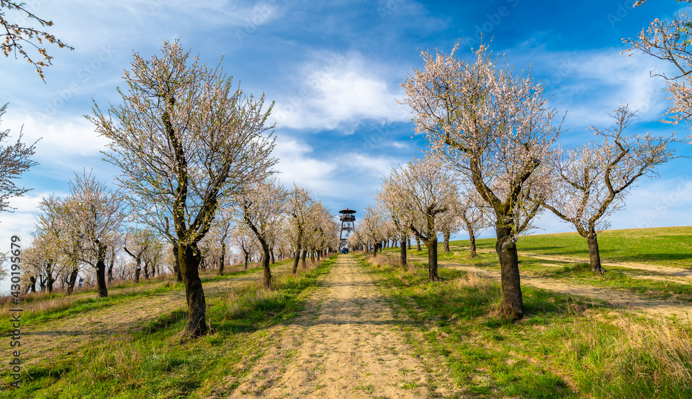 Obraz premium Lookout tower near Hustopece city, placed in blooming almond tree orchard. South Moravia region, Czech Republic. Spring weather during sunset.