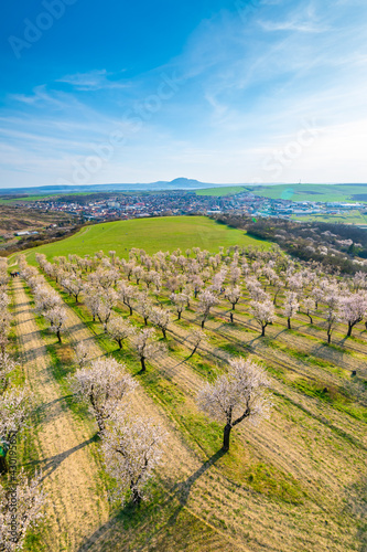 Almond tree orchard near Hustopece city in bloom. Landscape view near Palava hills  south moravia region. Beautiful spring weather during sunset.