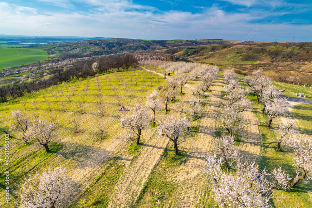 Almond tree orchard near Hustopece city in bloom. Landscape view near Palava hills, south moravia region. Beautiful spring weather during sunset.