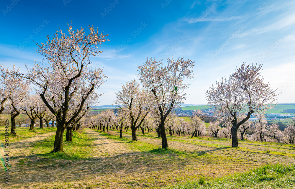 Almond tree orchard near Hustopece city in bloom. Landscape view near Palava hills, south moravia region. Beautiful spring weather during sunset.