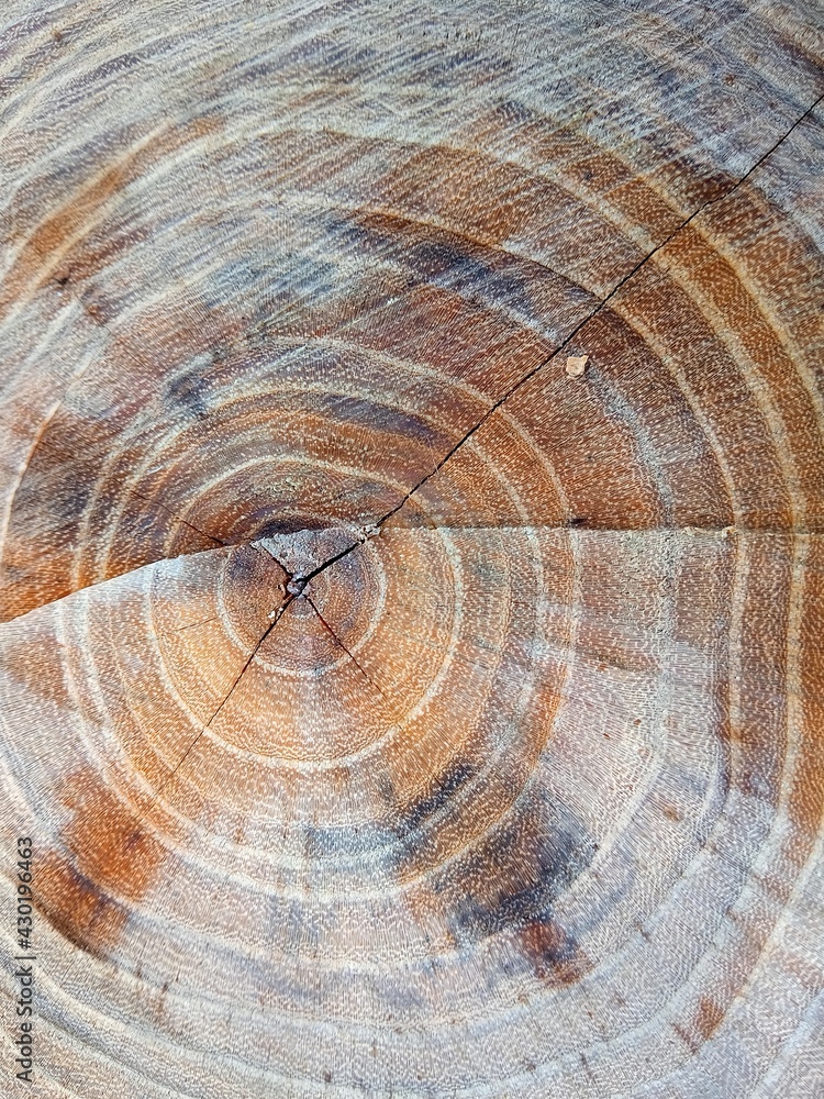 Fototapeta premium wood texture