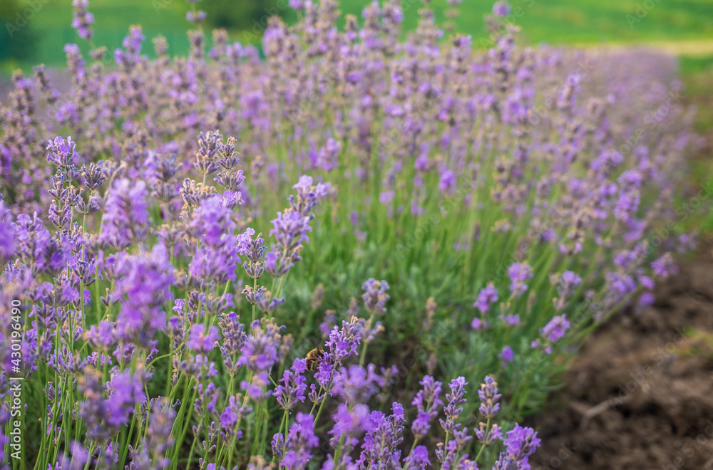Blooming purple lavender on field