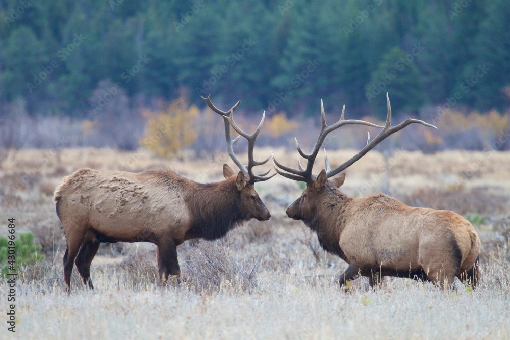 Fototapeta premium bull elk stare each other down during elk rut