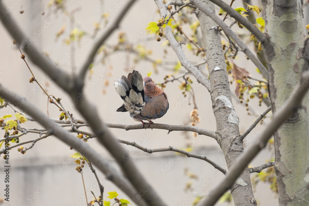 dove between tree branches, self-cleaning, sycamore tree, dove between tree branches, self-cleaning, sycamore tree,