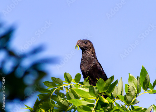 Smooth-billed ani - black bird - feeding photo