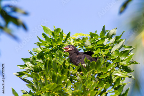 Smooth-billed ani - black bird photo