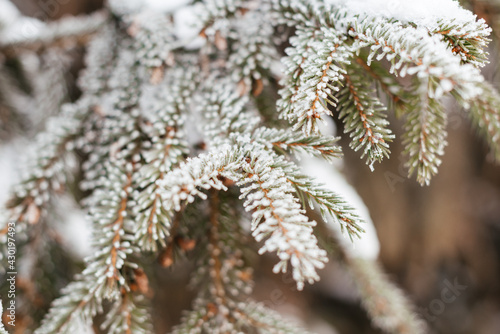 Wallpaper Mural Christmas tree branches in the snow. Winter natural background. Photo with bokeh effect and shallow depth of field Torontodigital.ca
