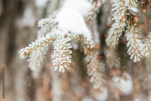 Christmas tree branches in the snow. Winter natural background. Photo with bokeh effect and shallow depth of field