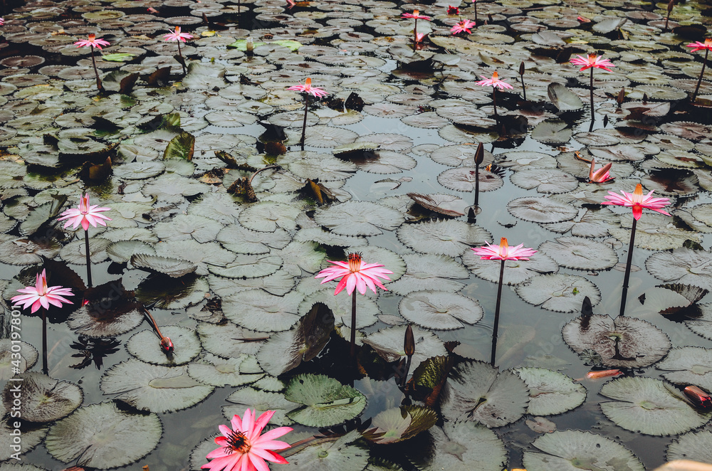lotus flower that grows in the pool lotus flower that grows in the pool