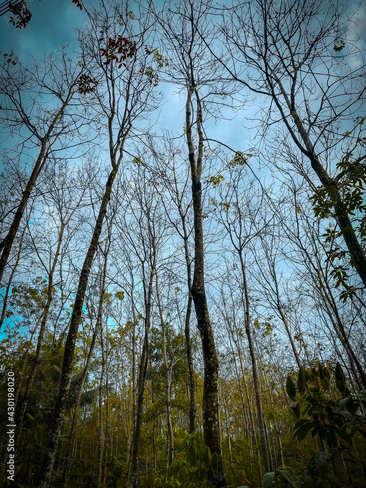 Obraz premium Forest tall trees