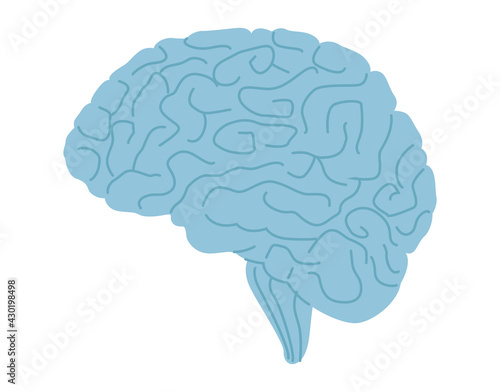 brain human organ