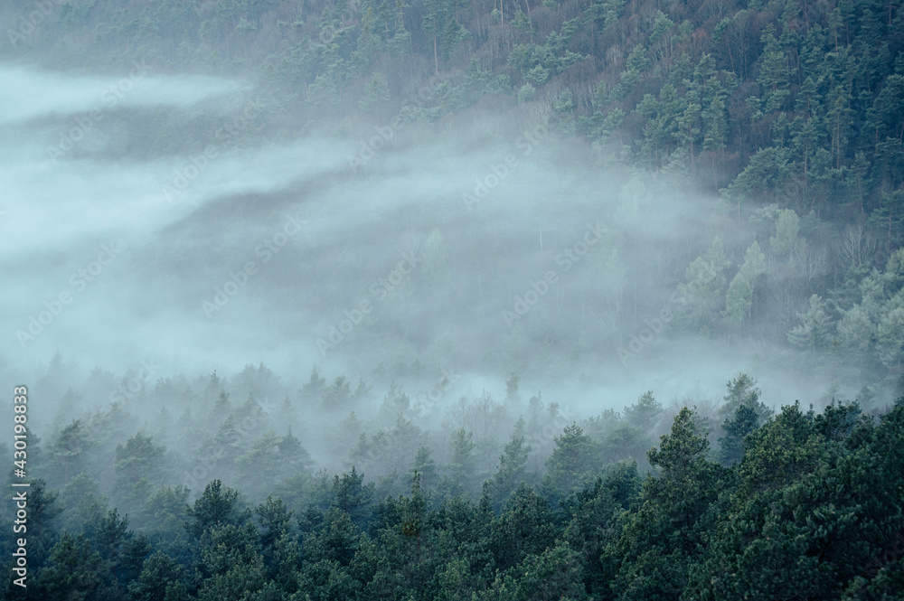 Fototapeta premium Wald im Nebel