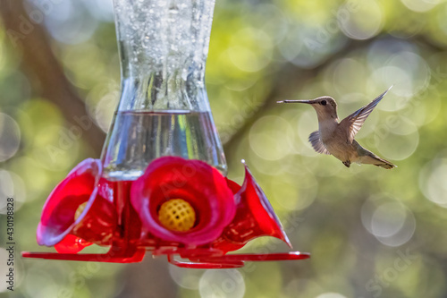 hummingbird hovering by a feeder