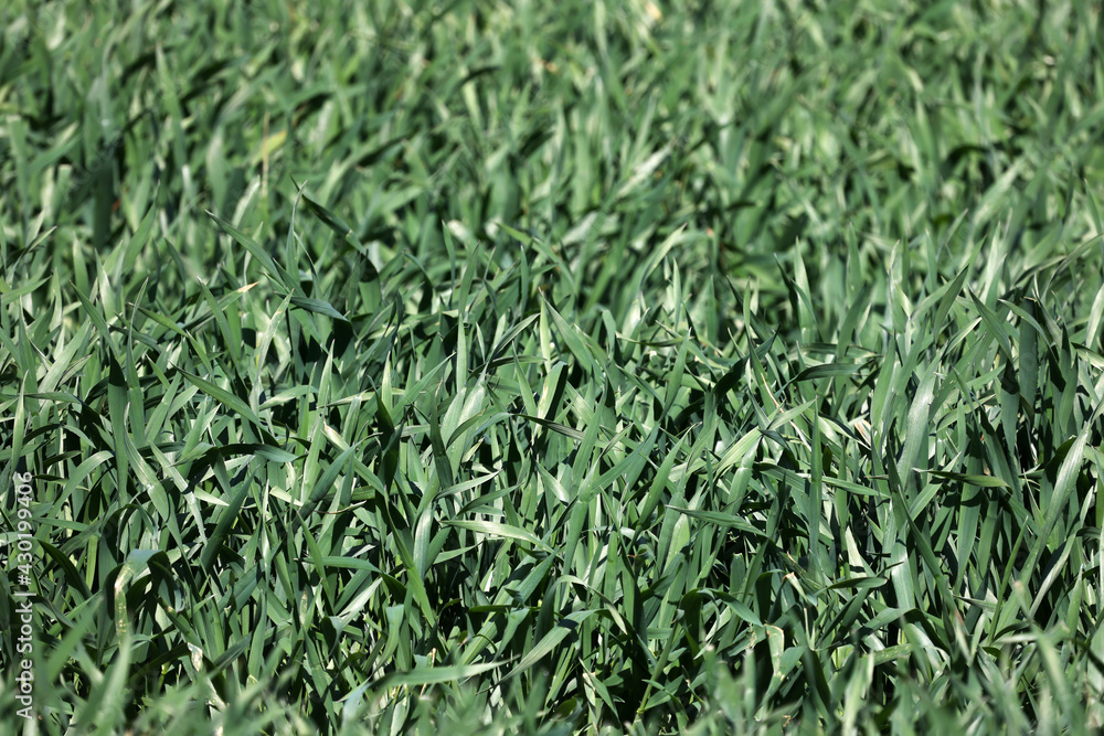 Green seedlings of winter crops in springtime Green seedlings of winter crops in springtime