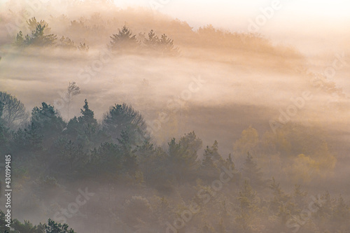 Fototapeta Naklejka Na Ścianę i Meble -  Nebliger Wald von oben