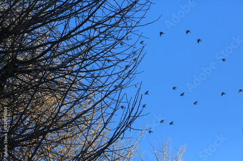 flock of birds flying in the sky at tokyo