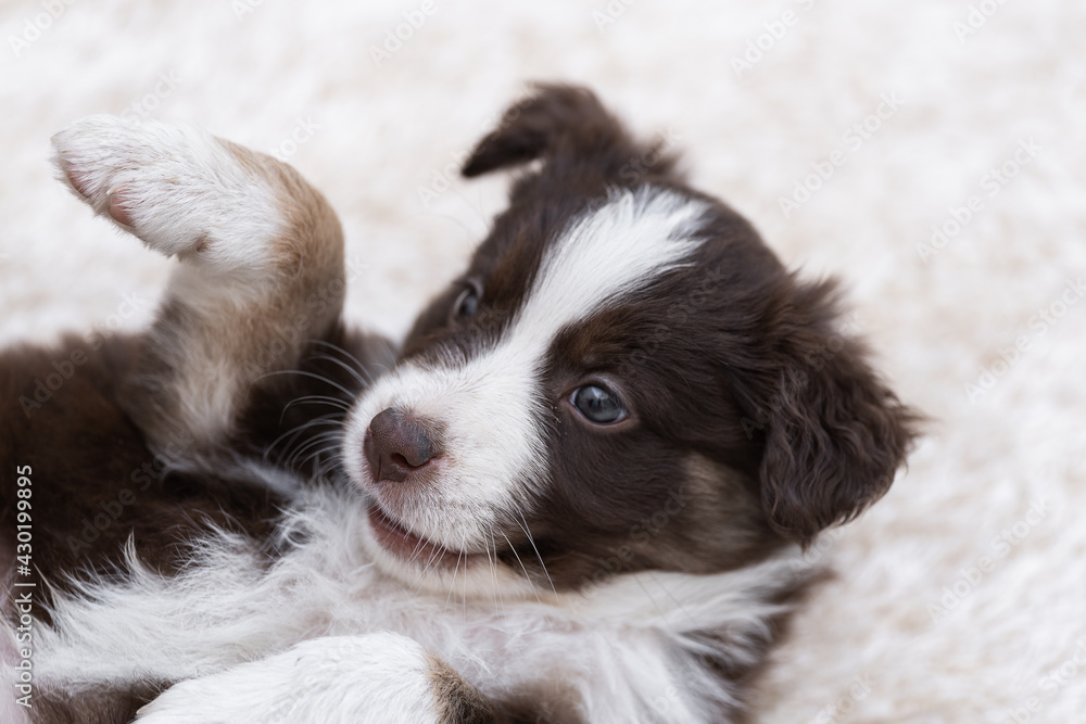 Beautiful border collie puppy playing
