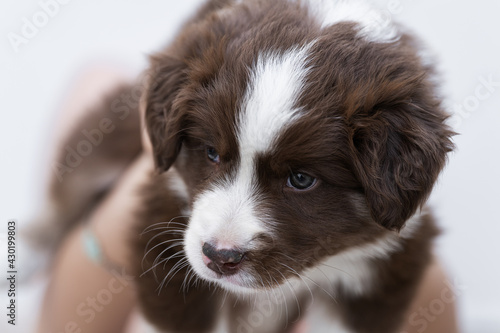 Beautiful border collie puppy playing