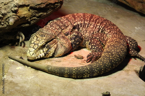 Reptil im Zoo