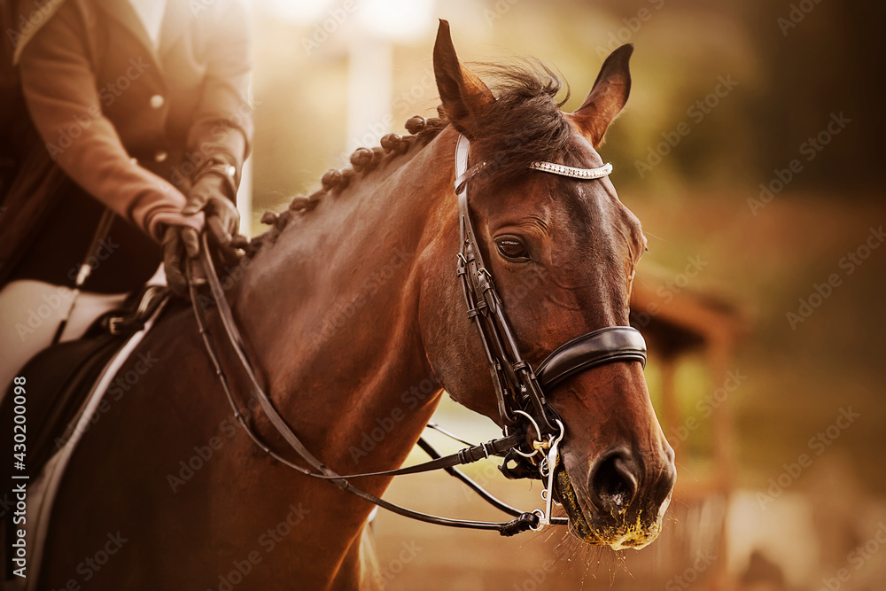 Obraz premium Portrait of a beautiful bay horse with a braided mane and a rider in the saddle, which is illuminated by sunlight. Equestrian sports. Equestrian competitions. Horse riding.
