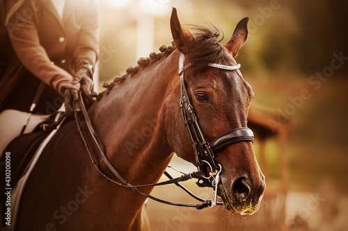 Fotografia, Obraz Portrait of a beautiful bay horse with a braided mane and a rider in the saddle, which is illuminated by sunlight