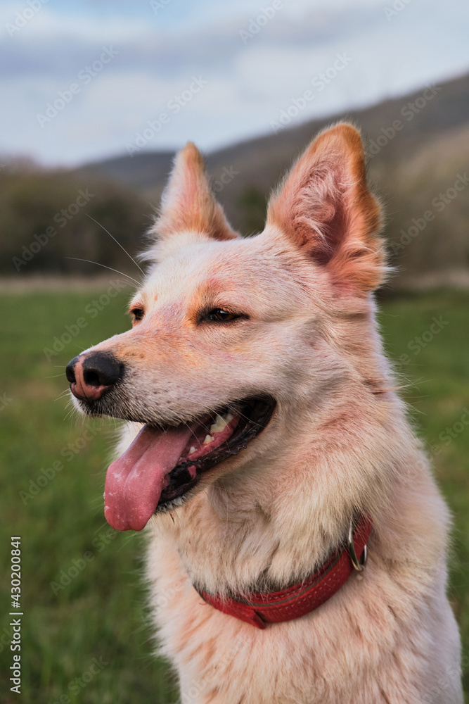 Dog at the festival of dry multicolored Indian colors in green grass. Portrait of half breed white Swiss shepherd with holi colored paints on the muzzle close up. Dog at the festival of dry multicolored Indian colors in green grass. Portrait of half breed white Swiss shepherd with holi colored paints on the muzzle close up.