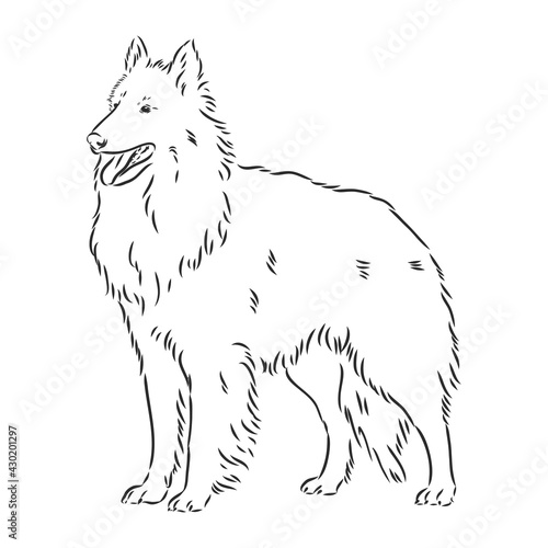 Sketch of Belgian Shepherd dog, Hand drawn illustration.