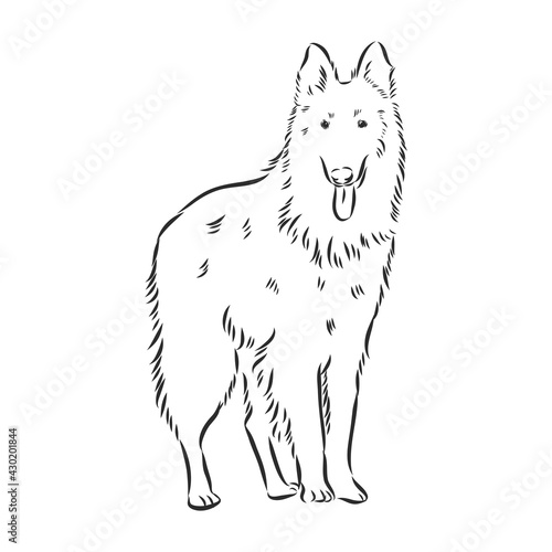 Sketch of Belgian Shepherd dog, Hand drawn illustration.