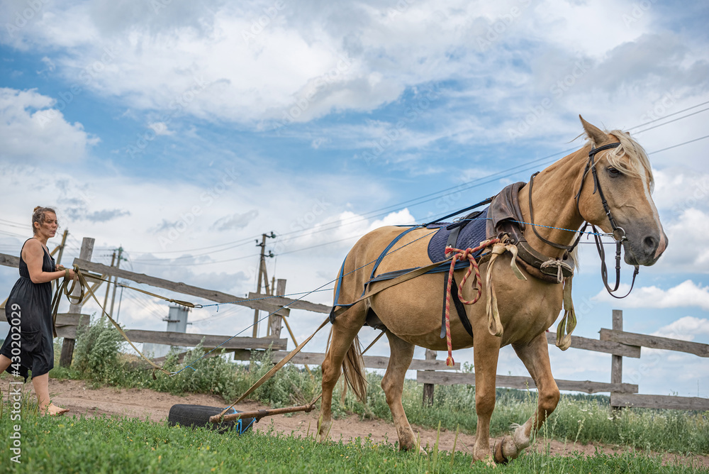 Young beautiful girl on the farm is engaged with a horse.
