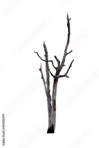 Death tree isolated on white background. This has clipping path. 