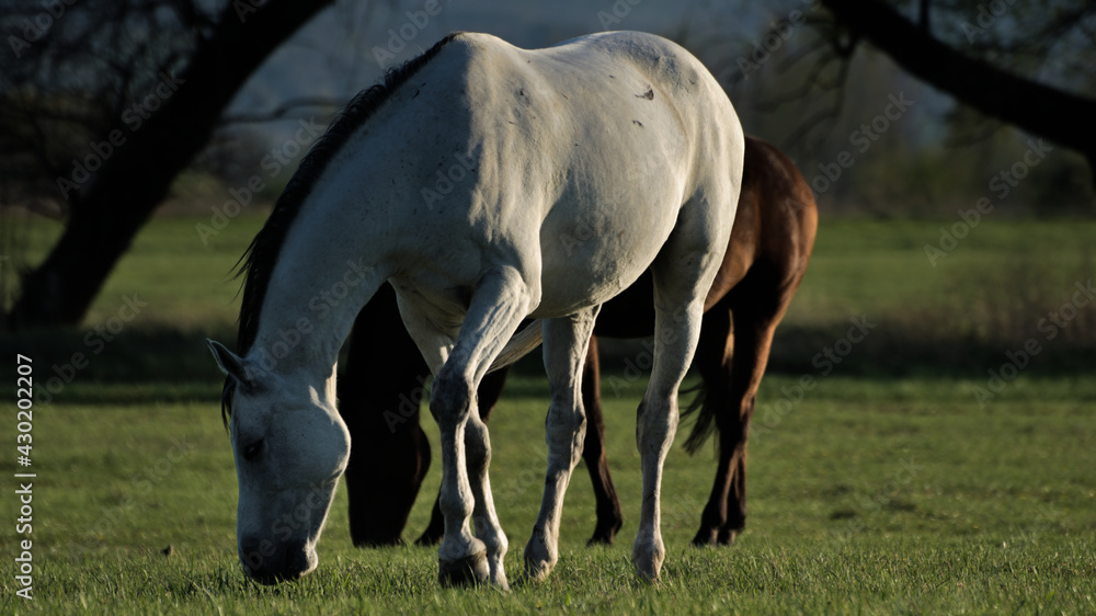 Obraz premium Grazing horses
