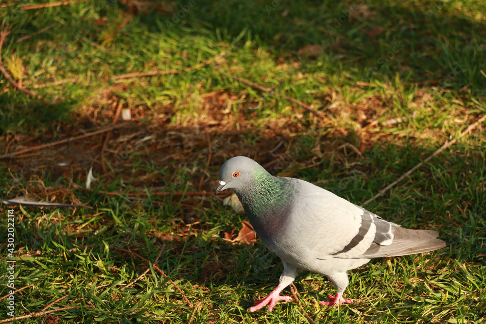 Fototapeta premium dove wandering in sultanahmet square