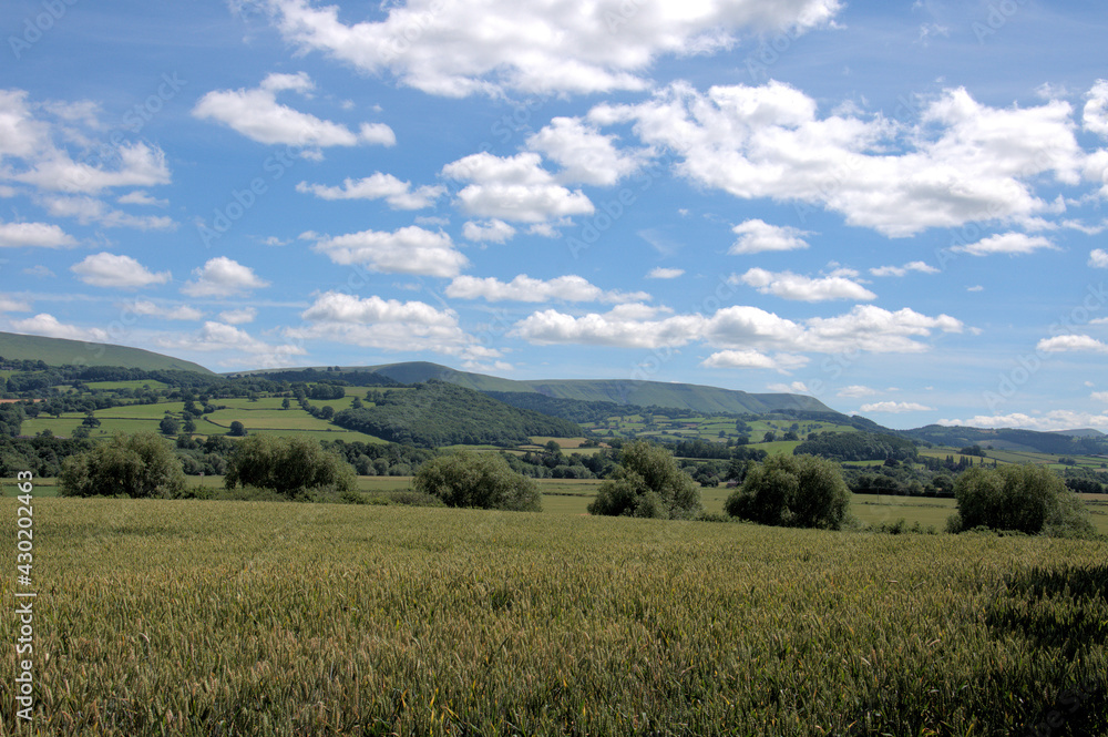 Fototapeta premium field of grass and sky