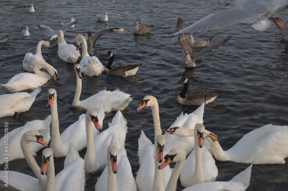 Obraz premium Canadian geese and swans on the lake.