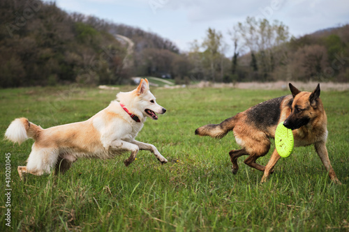 Canvas Print Walk and play with two dogs in the fresh air in park