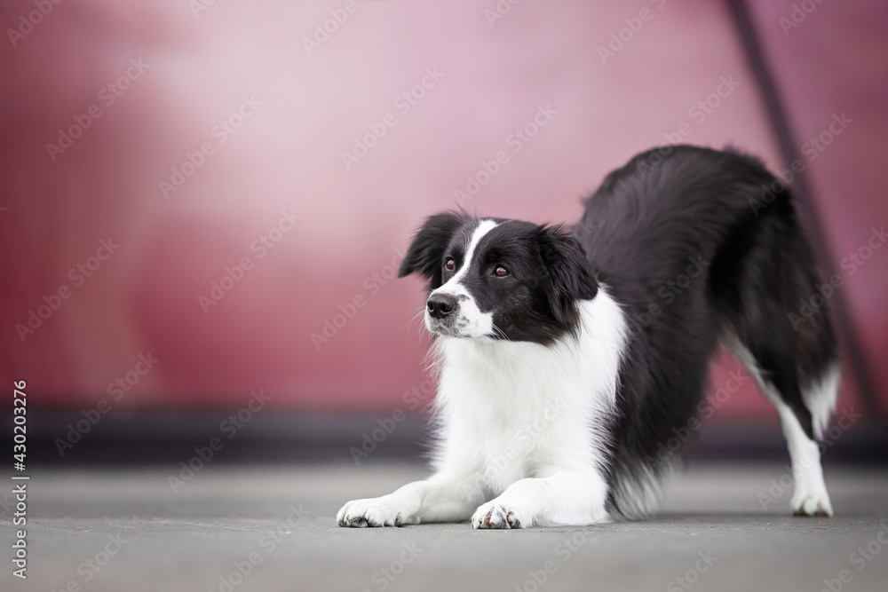 border collie dog portrait on pink background