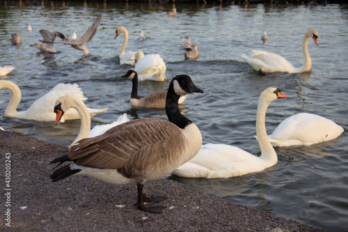 Canadian geese and swans on the lake.