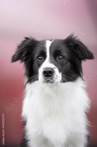 border collie dog portrait on pink background © Krystsina