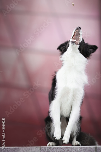 border collie dog catch yummy on pink background
