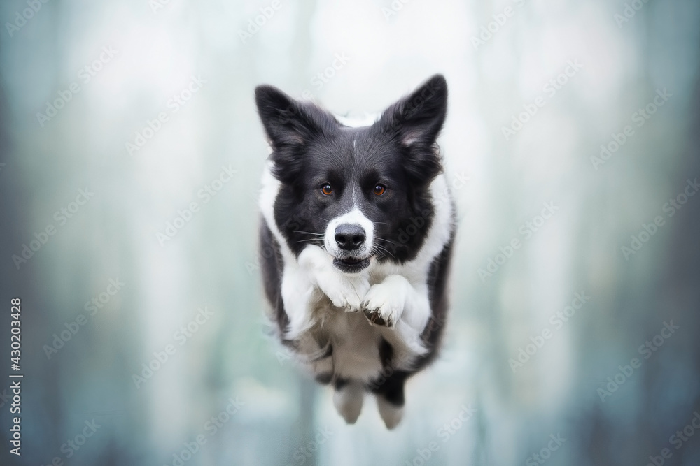 border collie dog fly in blue sky