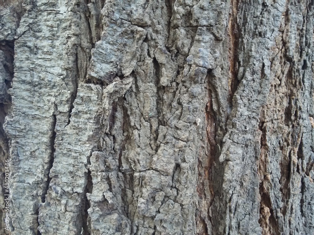 The bark of Umbrella thorn (Acacia tortilis) commonly known as Mosu in Botswana. The tree is indigenous to Botswana. The bark is dark grey to black, has fissures running longitudinally and is ridged. The bark of Umbrella thorn (Acacia tortilis) commonly known as Mosu in Botswana. The tree is indigenous to Botswana. The bark is dark grey to black, has fissures running longitudinally and is ridged.