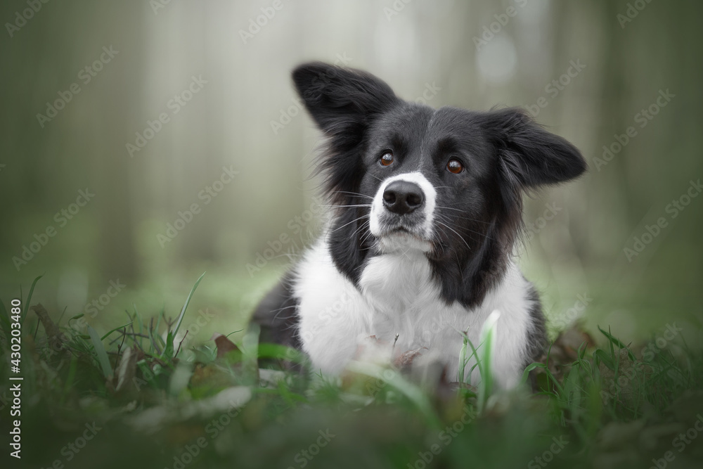 border collie dog portrain in green nature border collie dog portrain in green nature