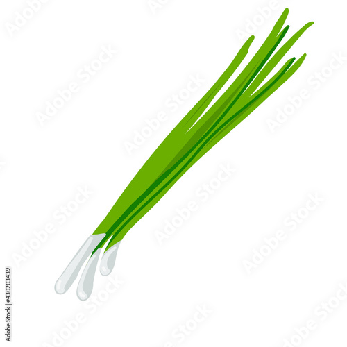 Hand drawn green onion on the white background