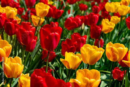 Tulpen Tulipa bunt rot gelb Sonnenlicht Farben Beet Garten Park Gegenlicht Fr  hling Zwiebeln Bl  ten G  rtner Botanik Flora Weinheim Fr  hjahr Gef  hl Holland Z  chtung 