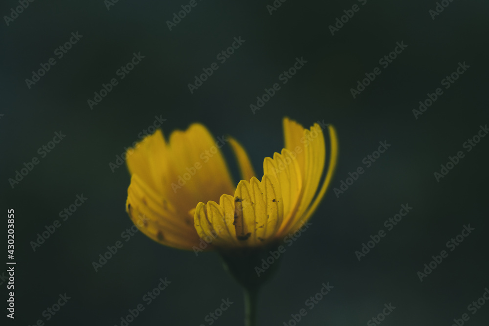 Fototapeta premium Soft focus on yellow wildflower bloom in nature with dark and moody tones closeup with shallow depth of field on blurred background.
